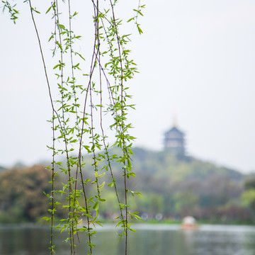 西湖春柳