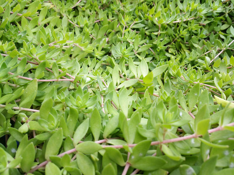 拍摄米叶绿植