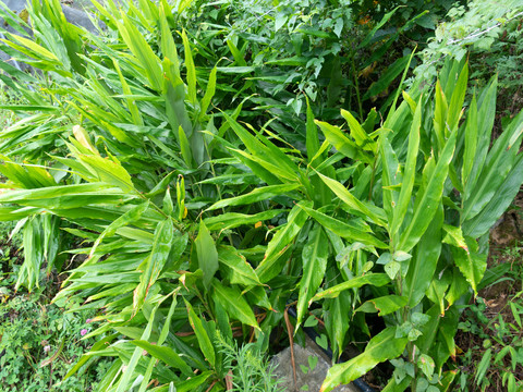 姜科植物阳荷披针形叶片