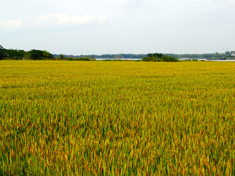 稻田风光