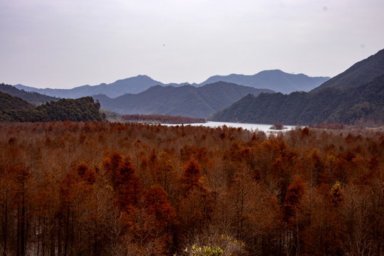 皖南川藏线红杉林