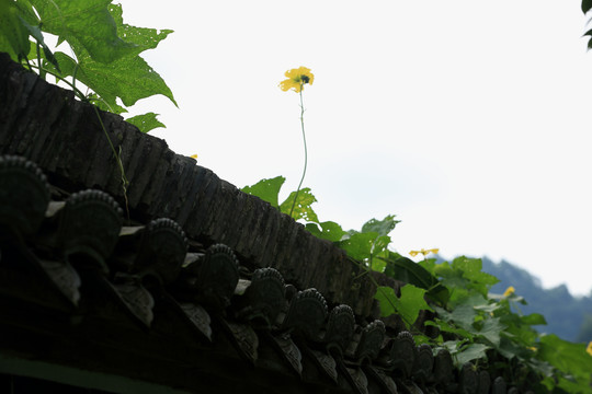 徽州建筑和丝瓜花