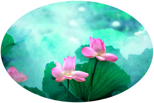 創(chuàng)意荷花