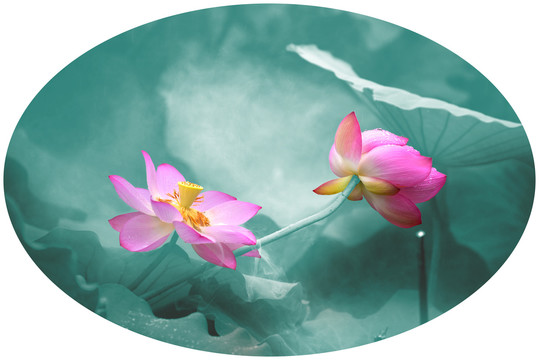 創(chuàng)意荷花