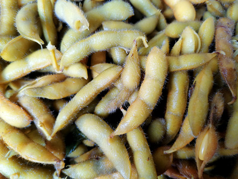 煮毛豆