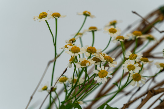 秋菊