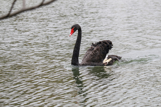 湖面上一只黑天鹅