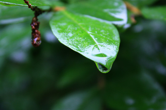 植物花草