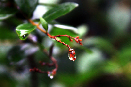 植物花草