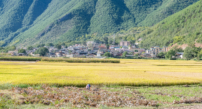 塔城