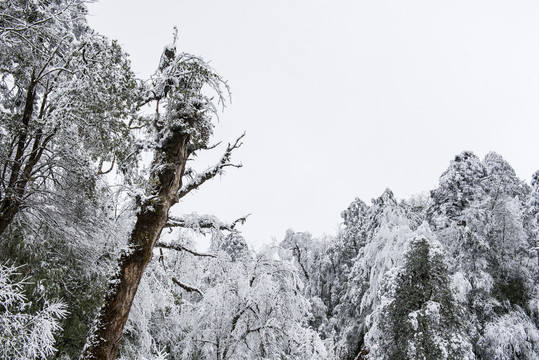 雪景树林森林冬季