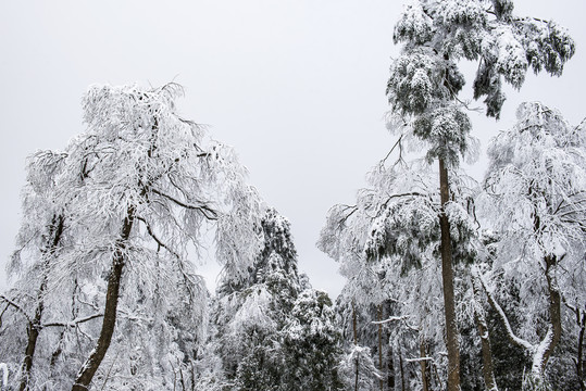 雪景树林森林冬季