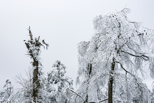 雪景树林森林冬季