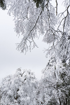 雪景树林森林冬季