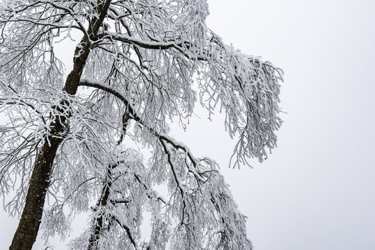 雪景树林森林冬季