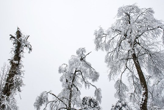雪景树林森林冬季