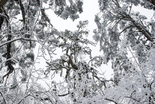 雪景树林森林冬季