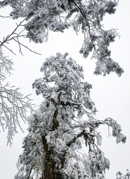 雪景树林森林冬季