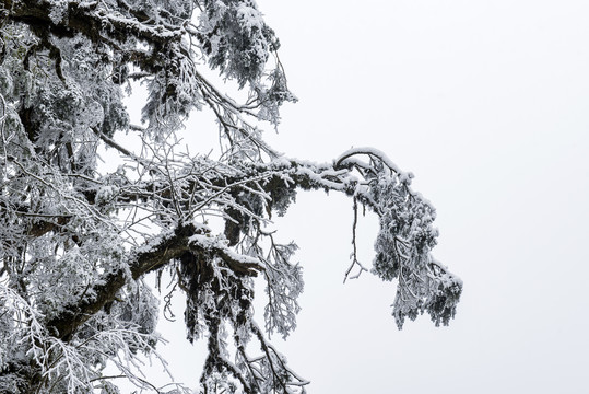 雪景树林森林冬季