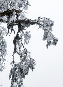 雪景树林森林冬季