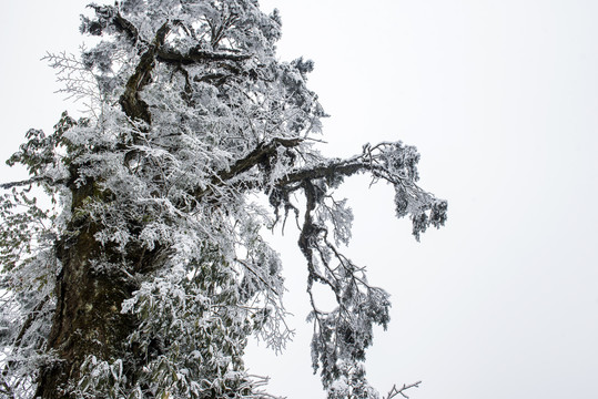 雪景树林森林冬季