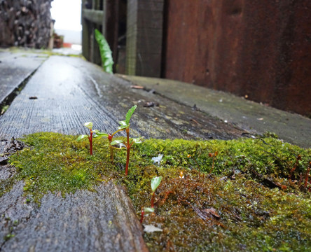 绿色植物