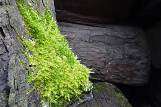 苔藓