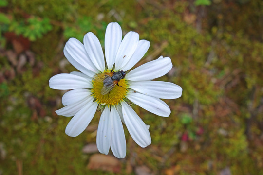 小山菊