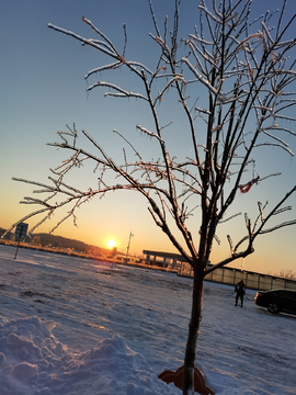 东北雪景雾凇日落西下