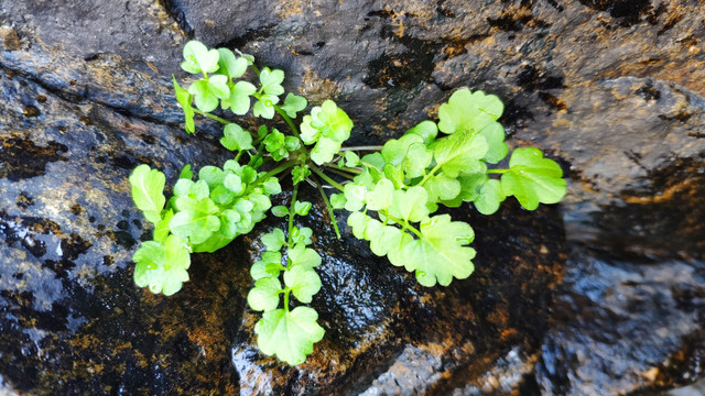 水草