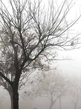 雾中的树木风景