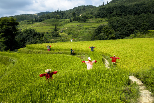 稻草人