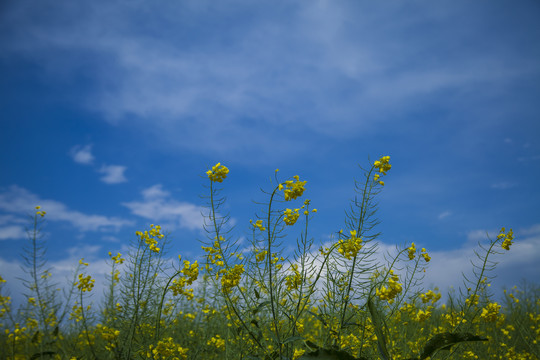 油菜花蓝天白云