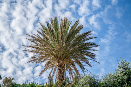 热带海边蓝天白云下的一棵棕榈树