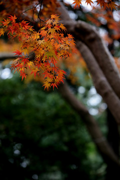 秋日枫叶