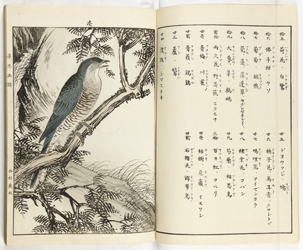 今尾景年斑鳩