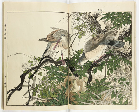 今尾景年景年花鳥畫譜鳩