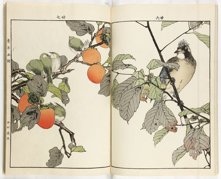 今尾景年日本花鸟画谱柿子树上的小鸟