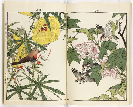 今尾景年拒霜珠項(xiàng)紅黃蜀葵飛鳥(niǎo)鳳毛