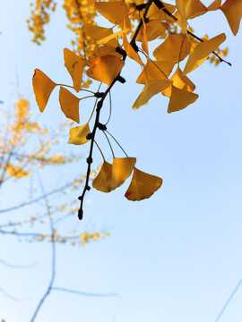 秋天的银杏叶