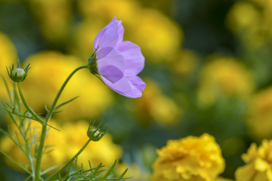 格桑花