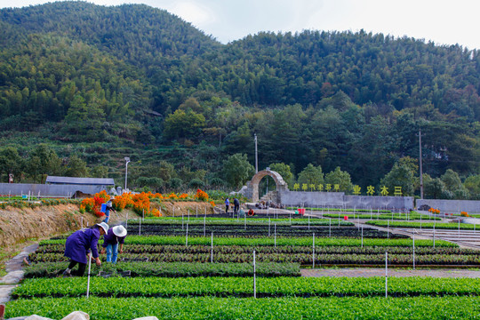 花卉苗木生产基地