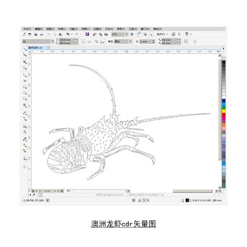 澳洲龍蝦cdr矢量圖
