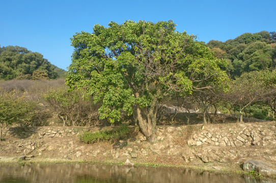 山坡绿树