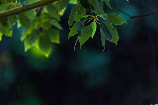 秋雨中树叶