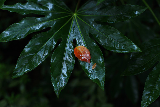 叶红飘落