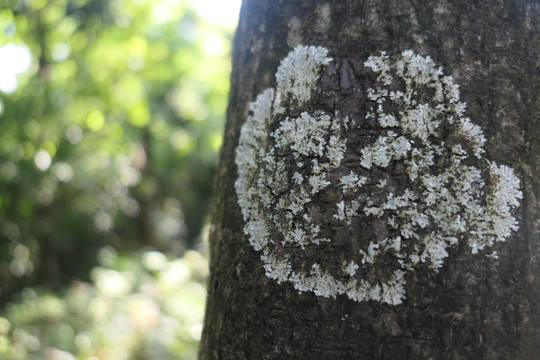 树上苔藓