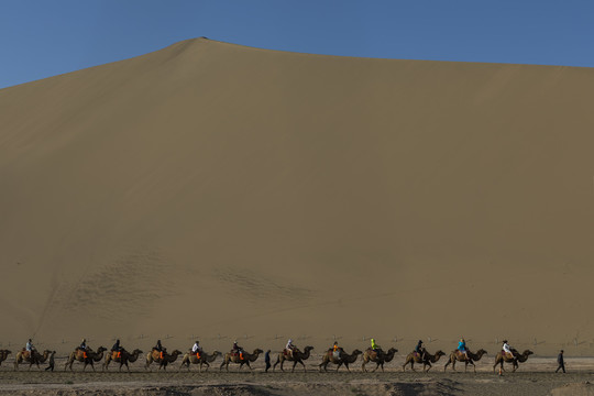 鸣沙山的骆驼