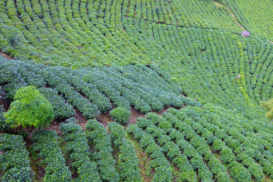 茶山茶场