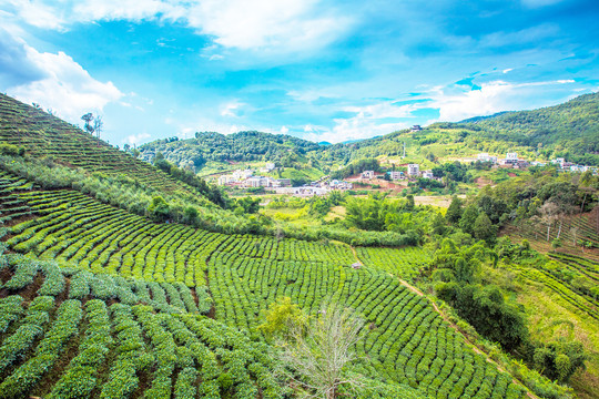 茶山茶场